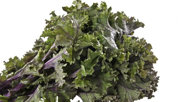 A bunch of red Russian kale on a white background.