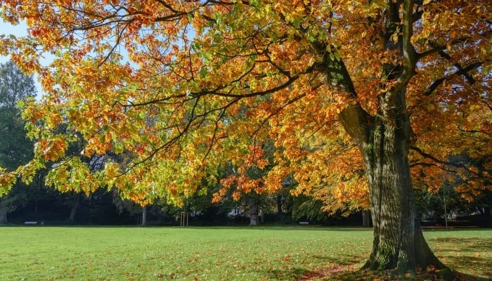 A red oak tree sporting fall foliage.