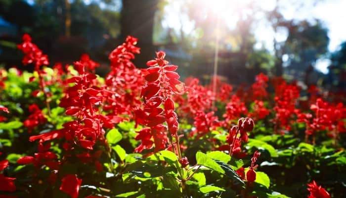 Red salvia plants in full bloom with the rising sun in the background.