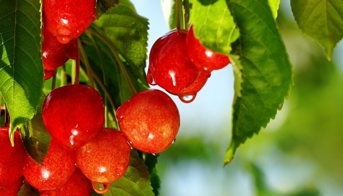 A cluster of ripening cherries with clinging water droplets from a recent rain.