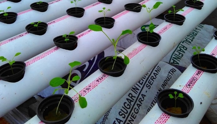 Seedlings growing in rockwool cubes within PVC grow sites of a hydroponic system.