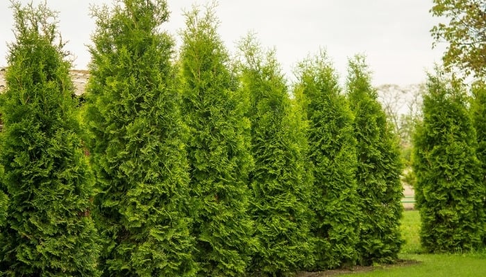 A stately row of Emerald Green Thuja trees.