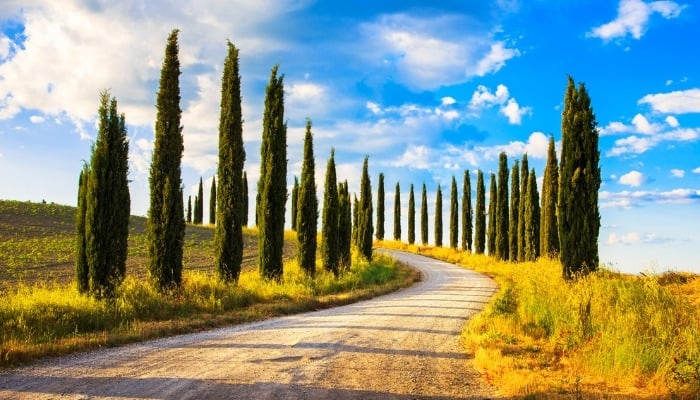 Two stately rows of Italian cypress trees lining a dirt road.