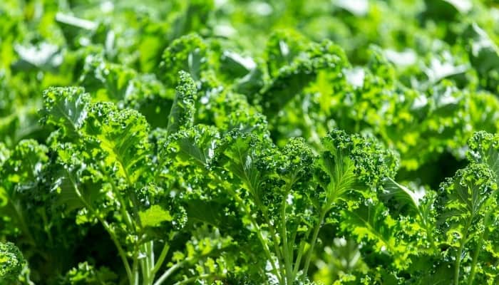 Several rows of curly kale growing in bright light.