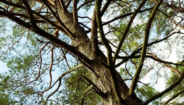 Looking up at the branches of a Scotch pine tree.