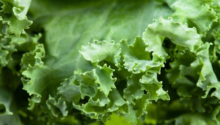 A close-up look at the leaves of Scots kale.