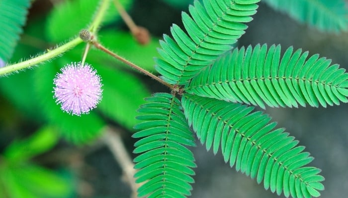 The foliage of the sensitive plant along with a single flower.