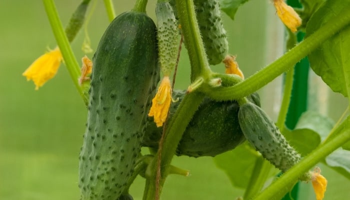 Several small cucumbers and flowers on a hydroponic plant.