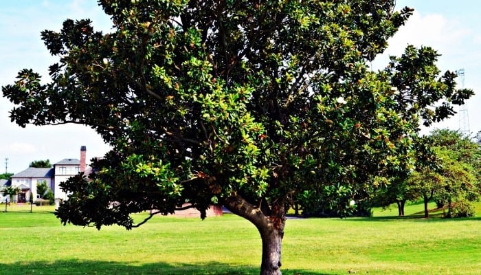 A Southern magnolia tree growing in a meadow.