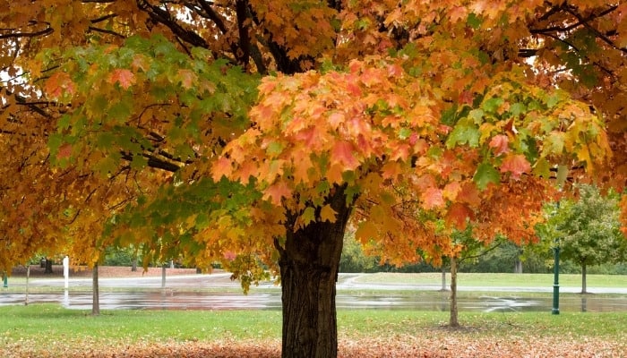 The lower half of a sugar maple tree sporting gorgeous fall colors.