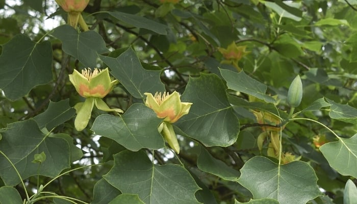 Up-close look at the branches and blooms of a tulip tree.