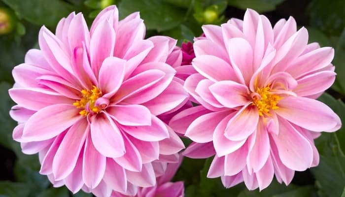 Two large, pink dahlia flowers.