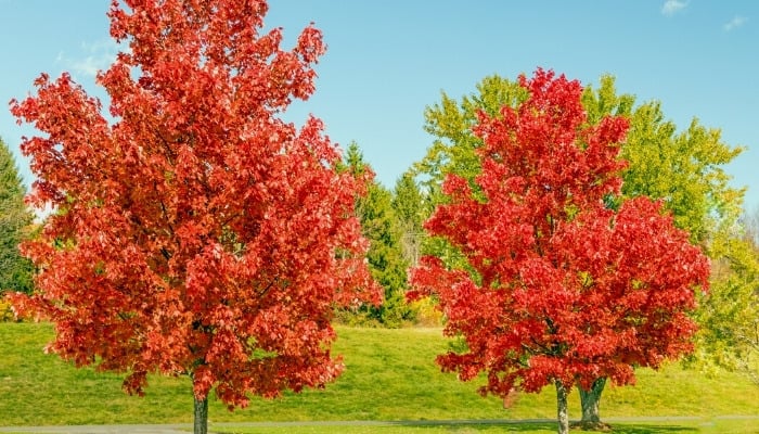 Two red sugar maple trees in full fall color.