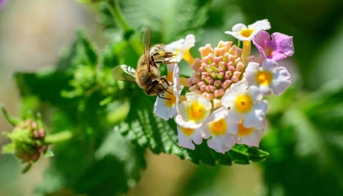 The flower of verbena officinalis with a bee perched on top.