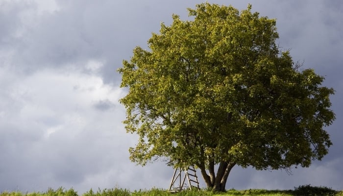 A walnut tree and a ladder with a dark, cloudy sky behind them.