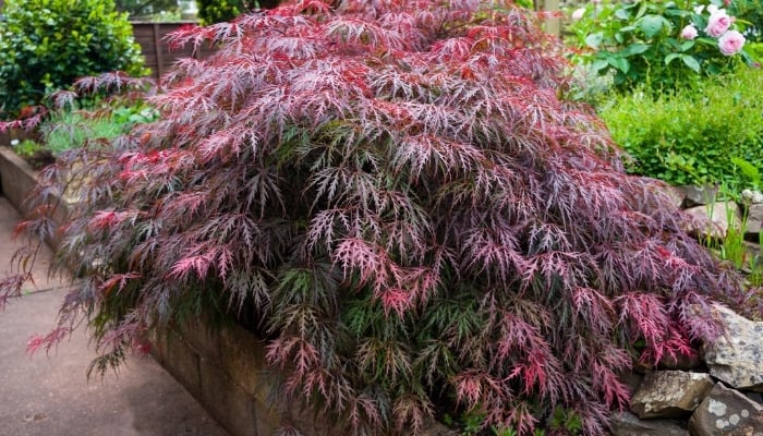 A weeping variety of Japanese maple overhanging a low retaining wall.