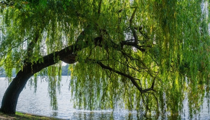 The graceful branches of a weeping willow tree overhanging into a lake.