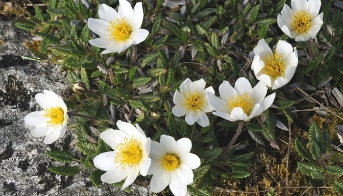 Several white flowers of the Dryas plant.