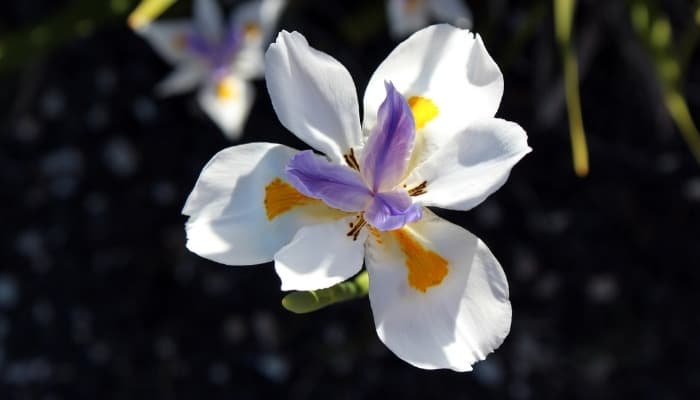 Beautiful white, purple, and yellow Dietes flower.