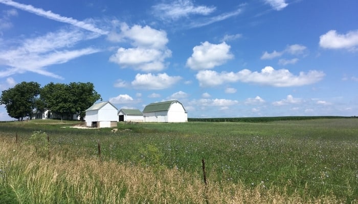 A farm in Indiana with several white barns under a vast blue sky.