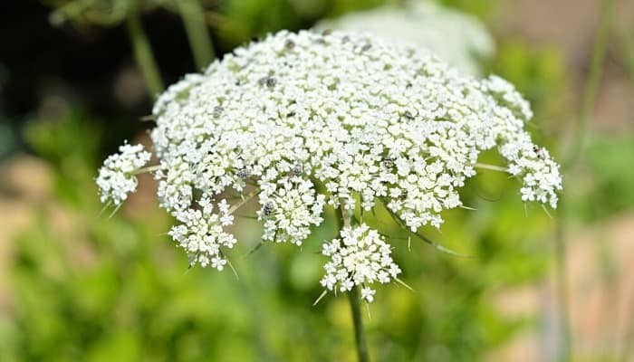 White flower cluster of wild hemlock.