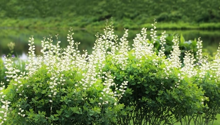 Several blooming white wild indigo bushes planted in a row.