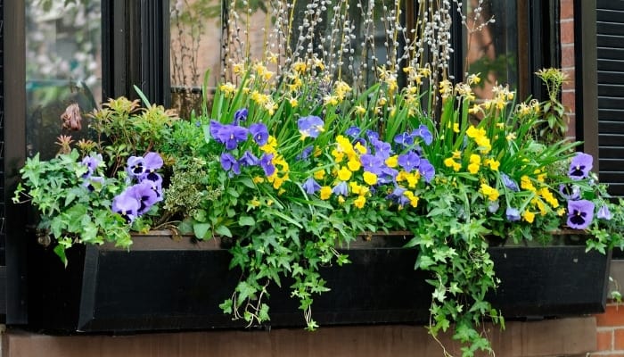 25 Best Flowers for Window Boxes to Brighten Your Home