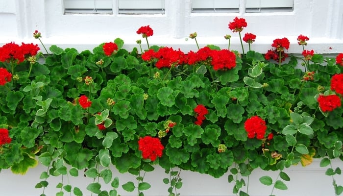 A window box planted with red geraniums and trailing ivy.