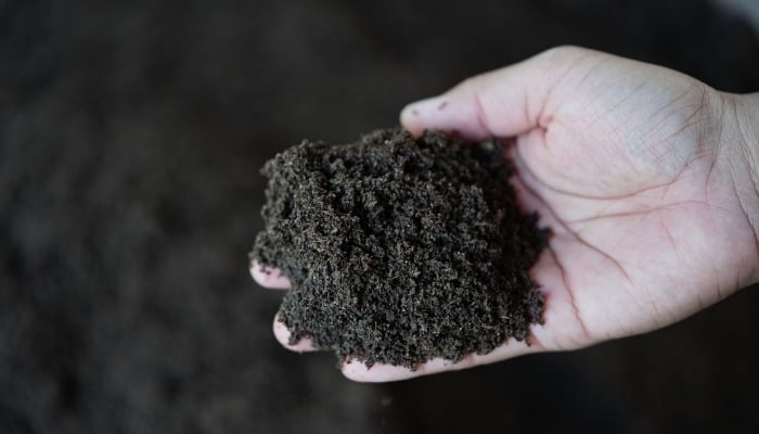 A person's hand holding dark-brown worm castings.