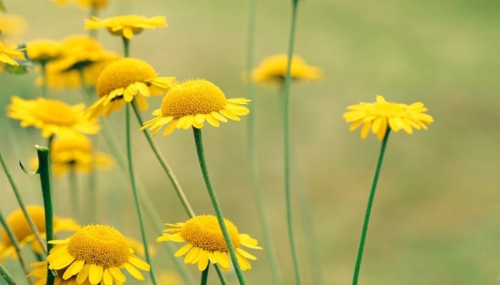 Dyer's chamomile with cheerful yellow flowers.