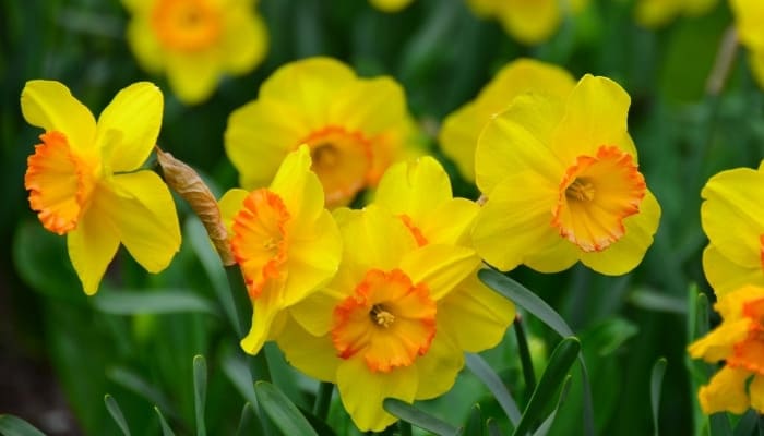 A patch of yellow daffodils with orange centers.