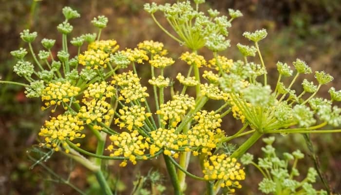 The yellow blooms on top of a healthy fennel plant.