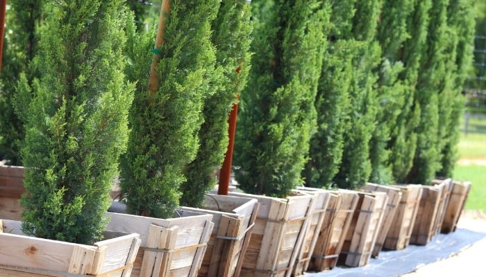 Young Italian cypress trees in sturdy wooden planters.