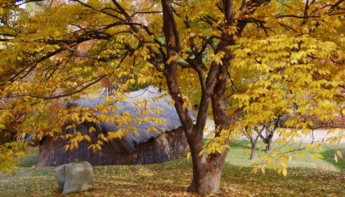 A Zelkova serrata tree in fall with several bags of leaves at its base.