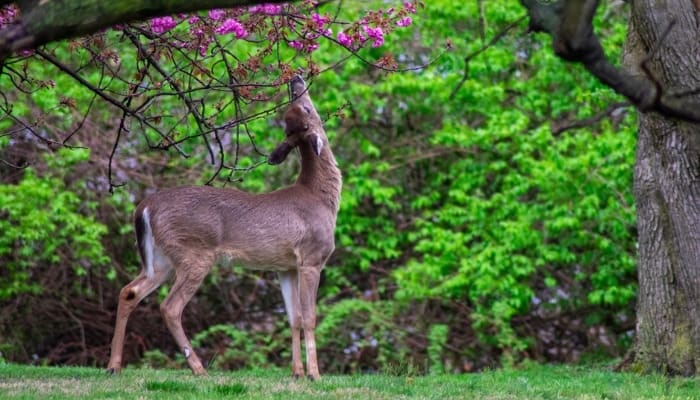 A deer reaching up to nibble on the tips of blooming branches.