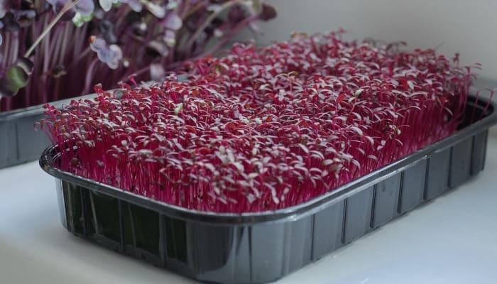 A tray of amaranth microgreens ready to harvest.