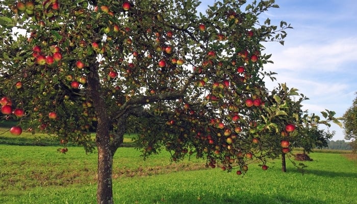 Several apple trees laden with fruit.
