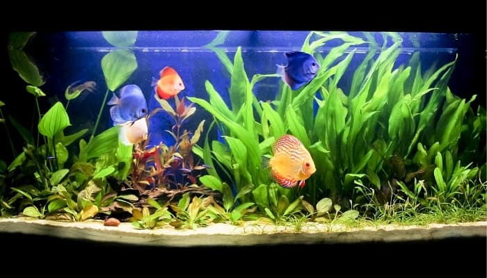 Using Aquarium Water for Plants: Easy Way To Boost Growth!