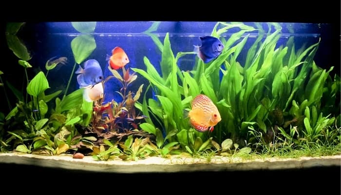 Several fish swimming in a clean fish tank against a black background.