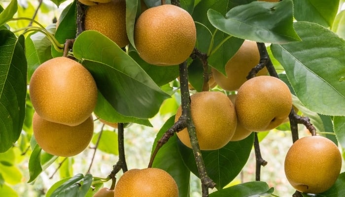 Branch of an Asian pear tree loaded with fruit.