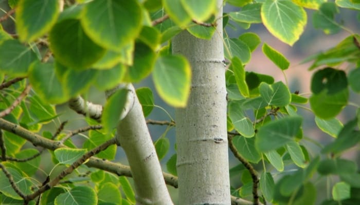 An aspen tree with green leaves rimmed with yellow.