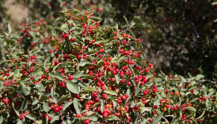 A barberry bush laden with red berries.