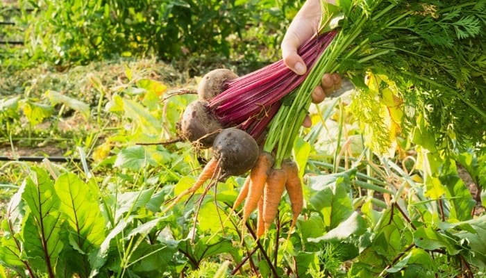 A woman harvesting beets and carrots from her garden.