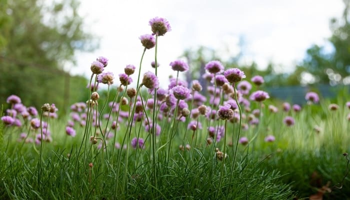 Purple blossoms on garden chives.