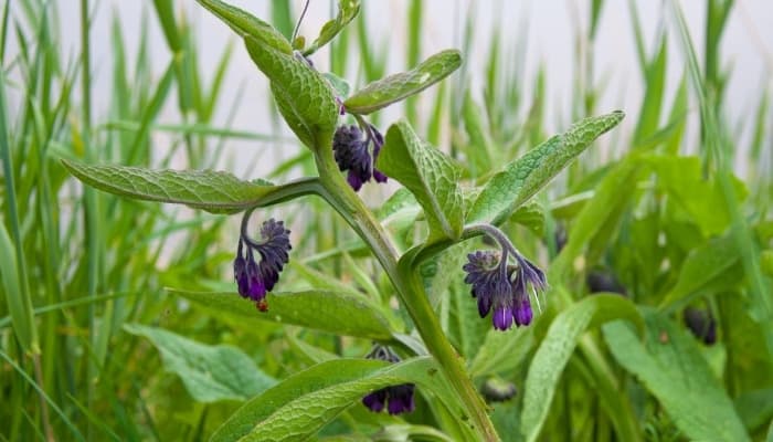 The top of a comfrey plant with pretty purple flowers.