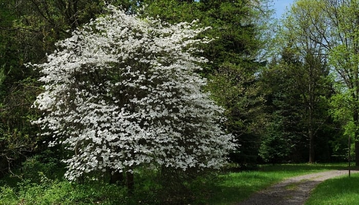 A dogwood tree in full bloom in a woodland setting.