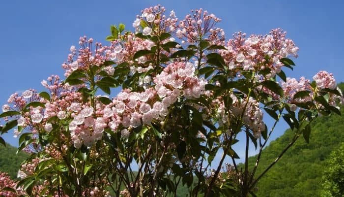 A mountain laurel in full bloom with mountains visible in the distance.