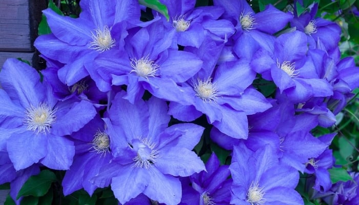 Multiple blue blooms on a thriving clematis plant.