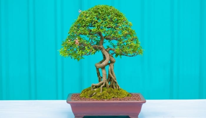A bonsai tree against a robin's-egg-blue background.