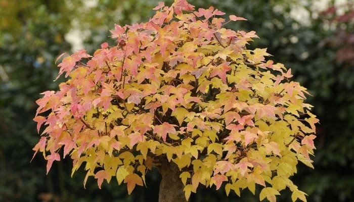A nicely shaped bonsai tree with colorful fall foliage.